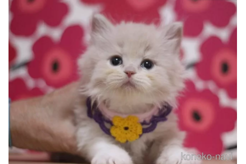 成約済の東京都のブリティッシュショートヘア-105342の1枚目